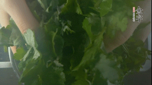 【面皮】1.鍋中水開時，放挑揀好的艾草和一撮小蘇打，第一遍煮開后倒掉，重新加水大火煮開后，小火煮1小時。煮爛的艾草用紗布瀝干。