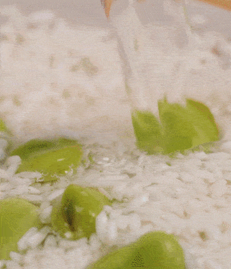 鍋底抹油，將淘洗干凈的大米，加蠶豆、清水，蓋蓋中火煮。